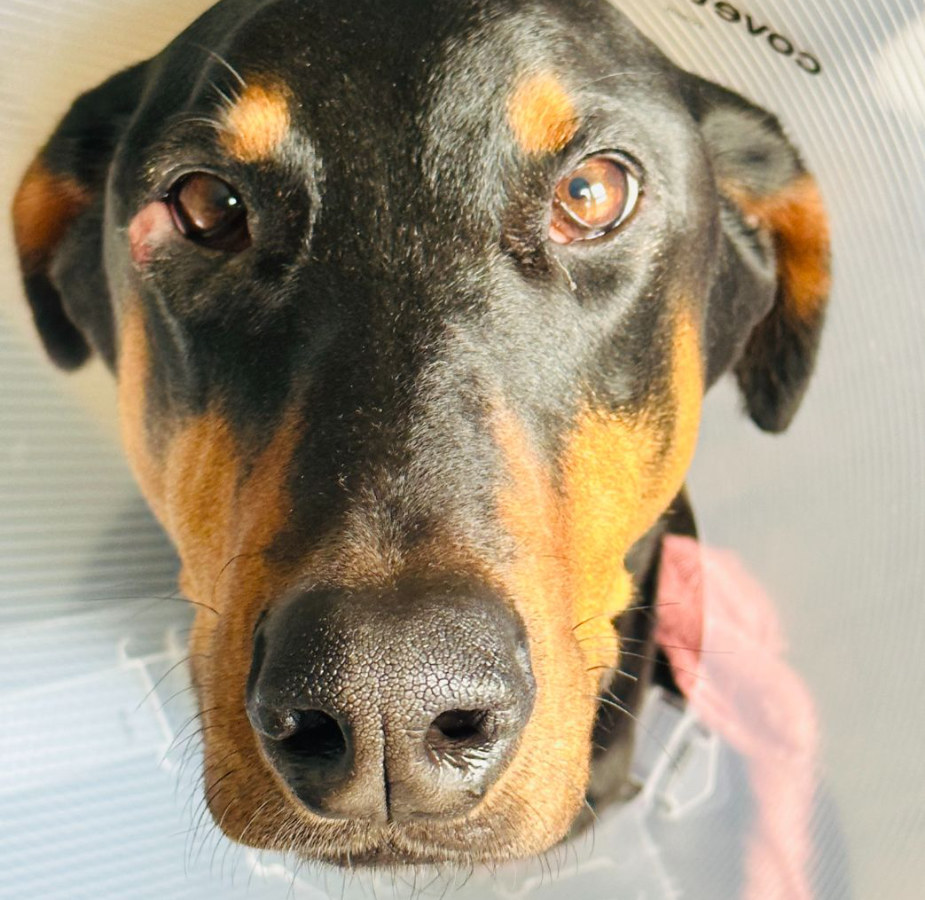 Black and tan dog in a plastic cone