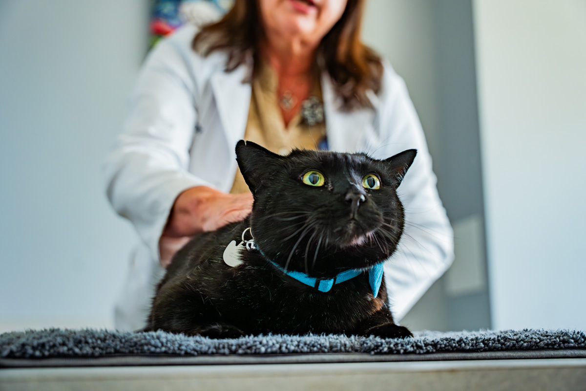 Black cat being examined by vet on exam table