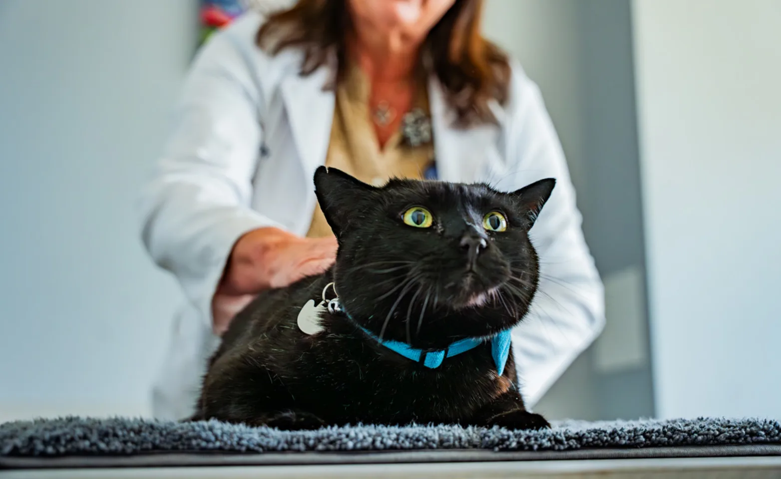 Black cat being examined by vet on exam table Black cat being examined by vet on exam table