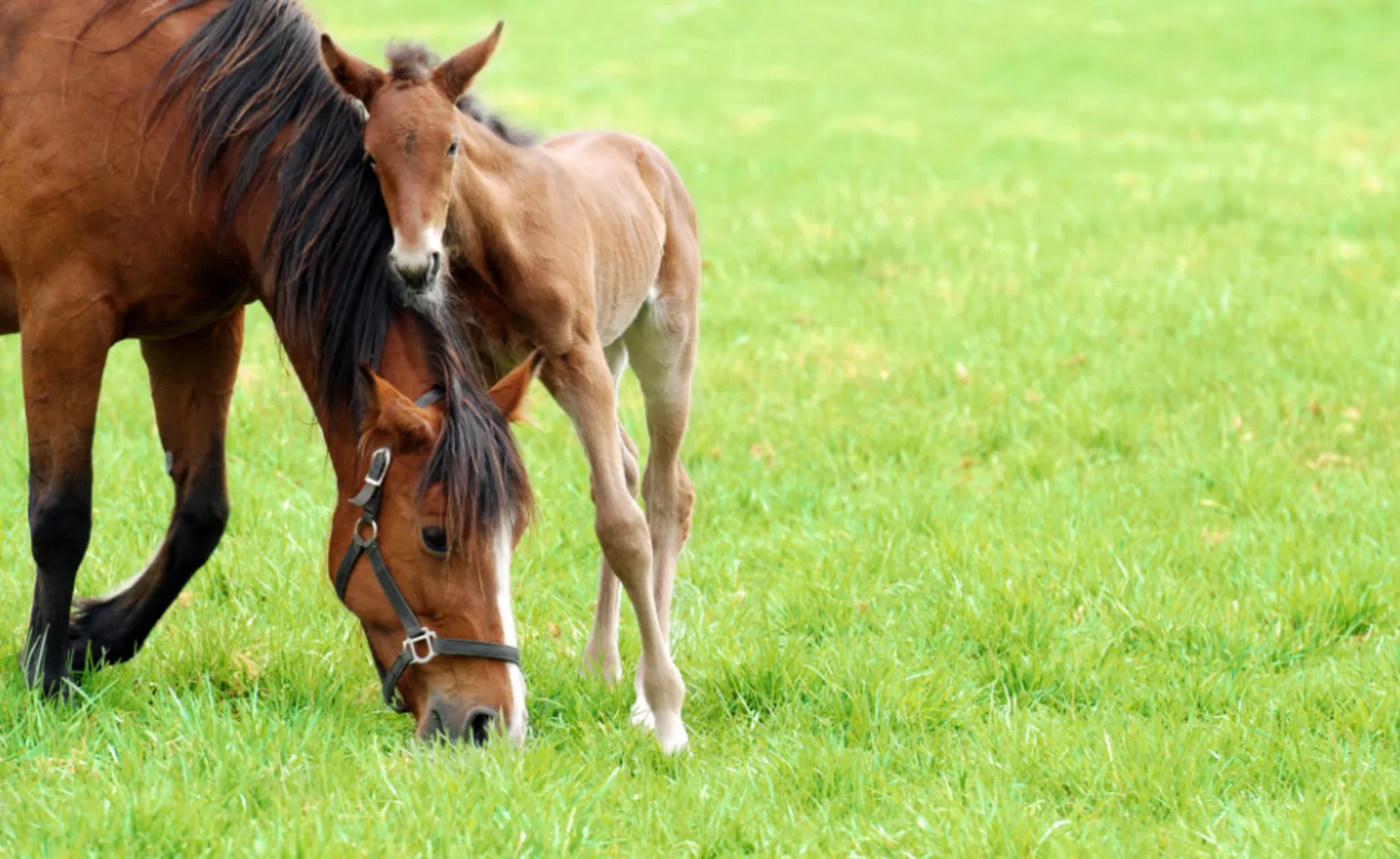 Mare with Foal Eating Grass