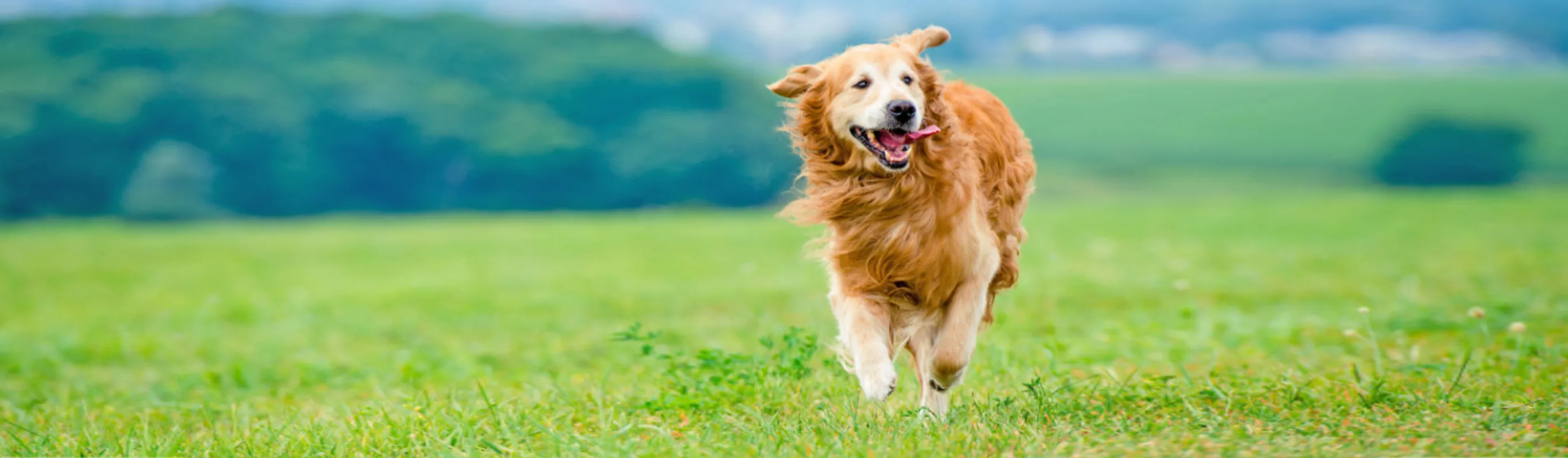 Brown Dog Running Through a Grassy Field Brown Dog Running Through a Grassy Field