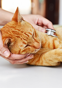 orange cat laying down