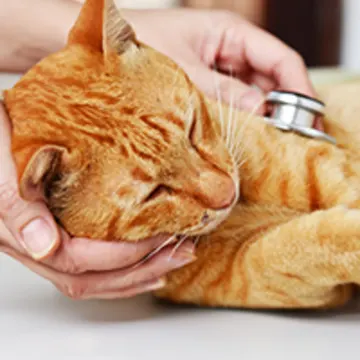 orange cat laying down orange cat laying down