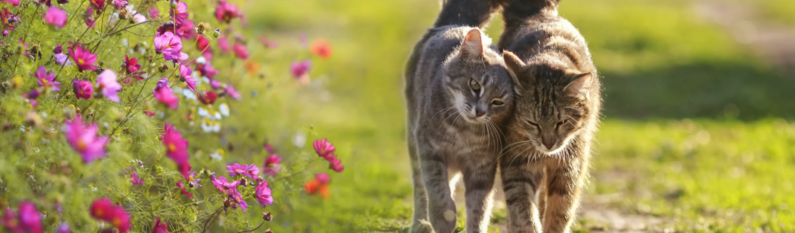 Cats walking with tails tied