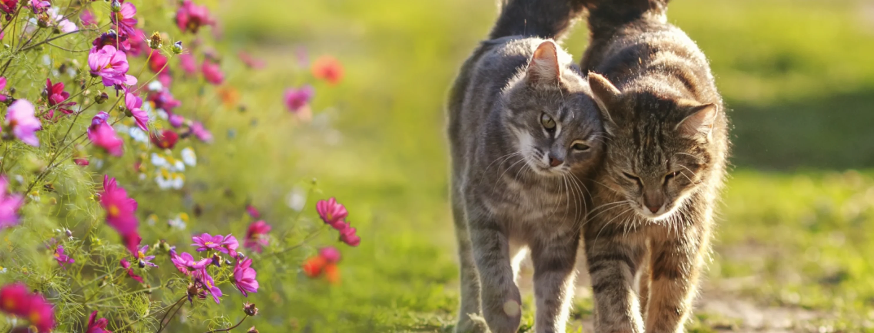 Cats walking with tails tied