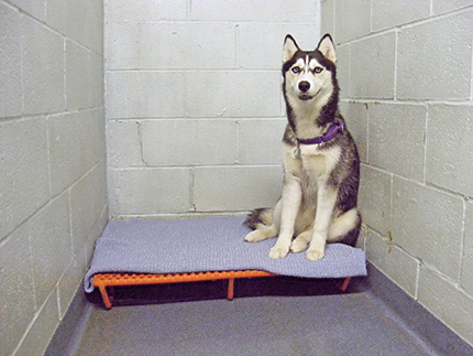 Husky sitting happily in a boarding cubby.