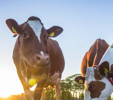 Cow in grass with other cows