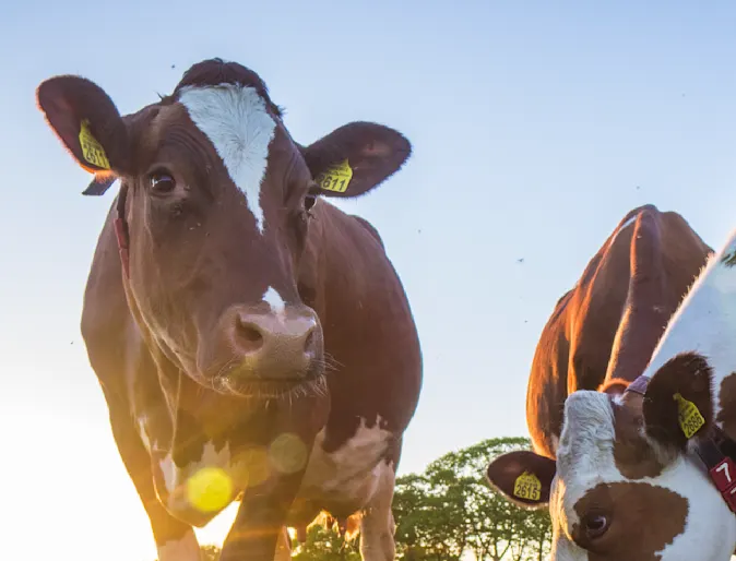 Cow in grass with other cows