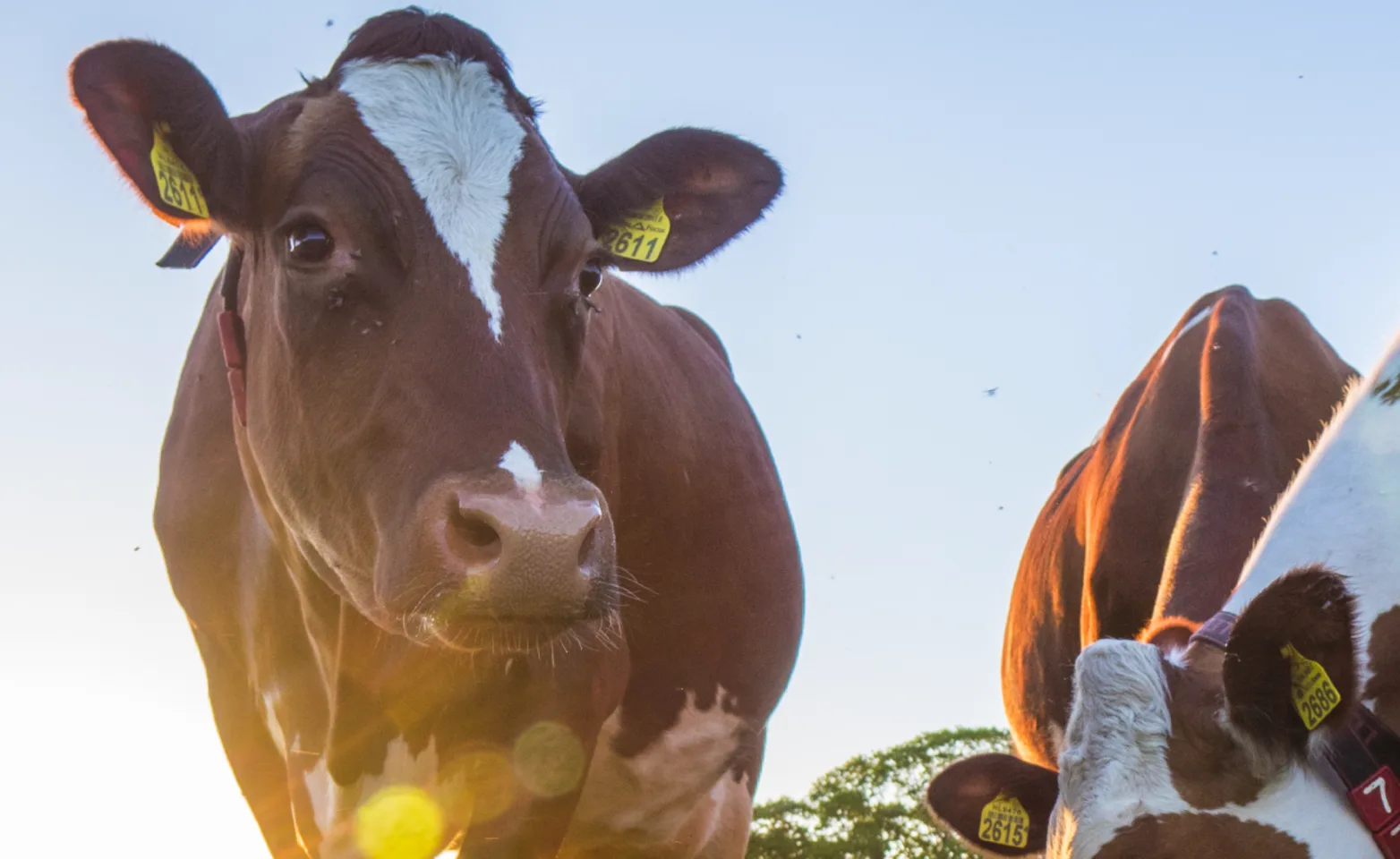 Cow in grass with other cows