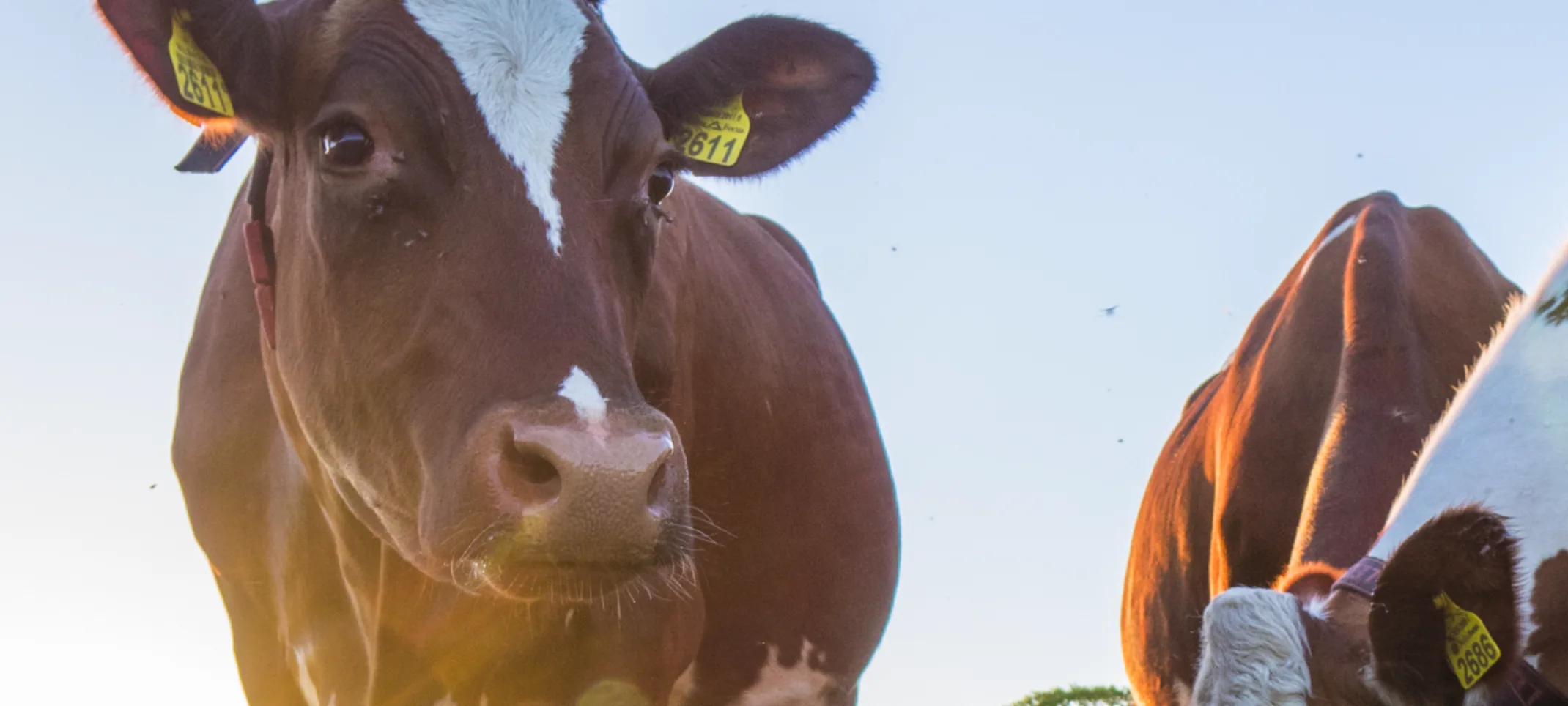 Cow in grass with other cows