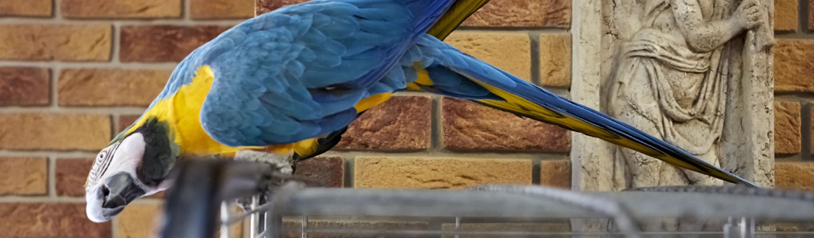 Bird perched on top of cage