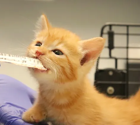 Tiny kitten at the vet. Tiny kitten at the vet.