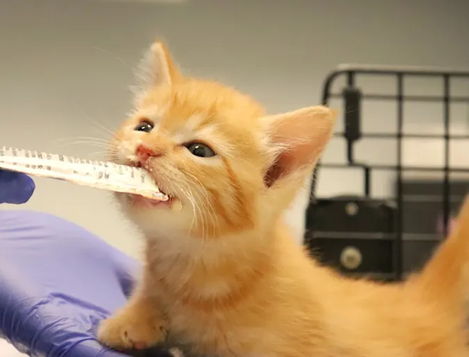 Tiny kitten at the vet.