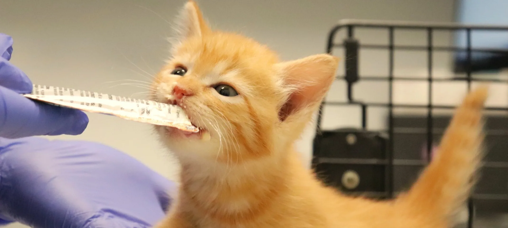 Tiny kitten at the vet. Tiny kitten at the vet.