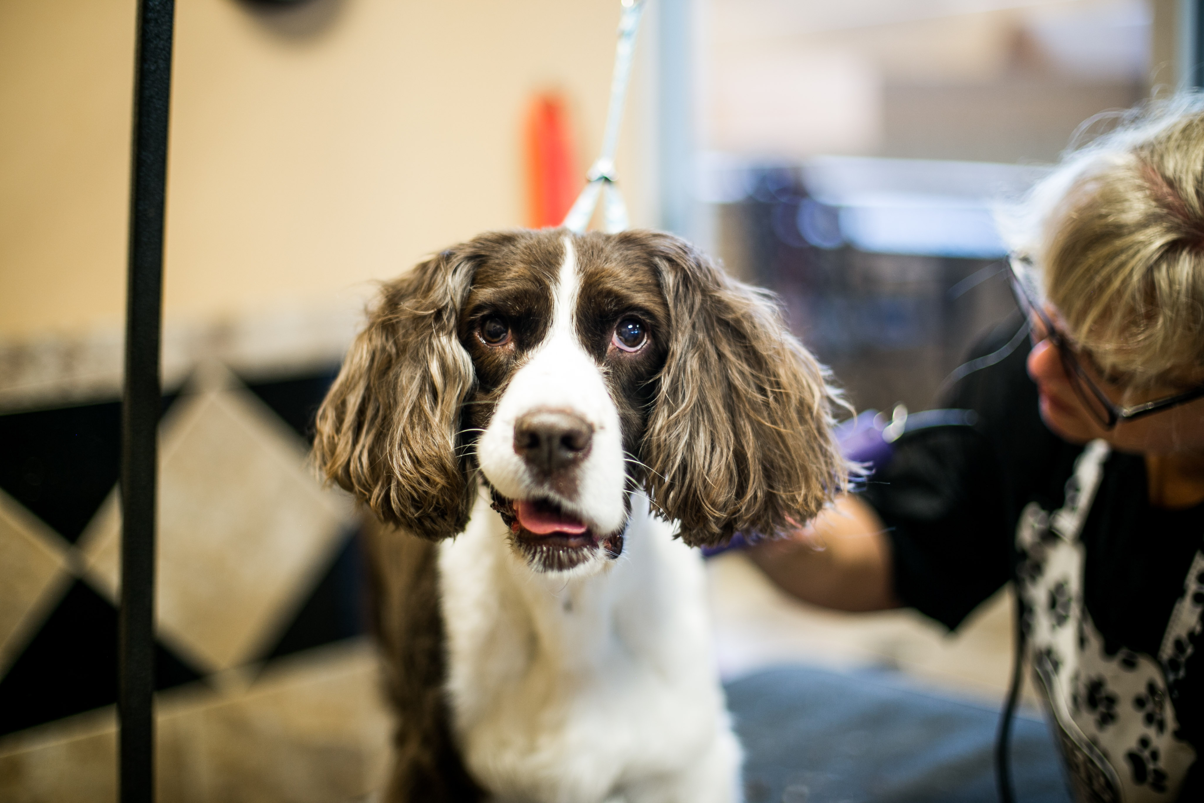 Uptown Hounds Grooming Area. Picture of a Cocker Spaniel getting a haircut by a female staff groomer.