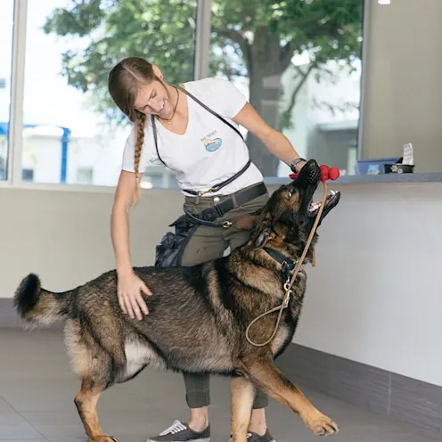 Trainer petting dog Trainer petting dog