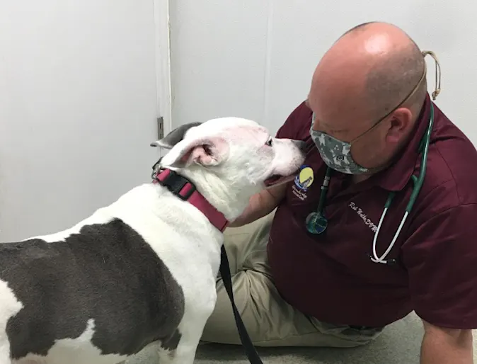 Dr. Walker wearing a mask and petting a grey and white pit bull Dr. Walker wearing a mask and petting a grey and white pit bull