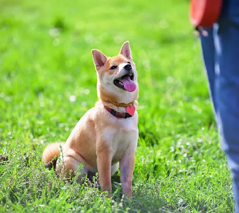 dog sitting on grass looking up at man