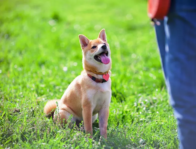 dog sitting on grass looking up at man