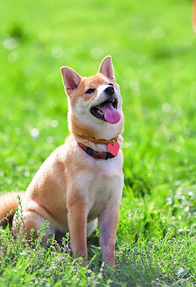 dog sitting on grass looking up at man dog sitting on grass looking up at man
