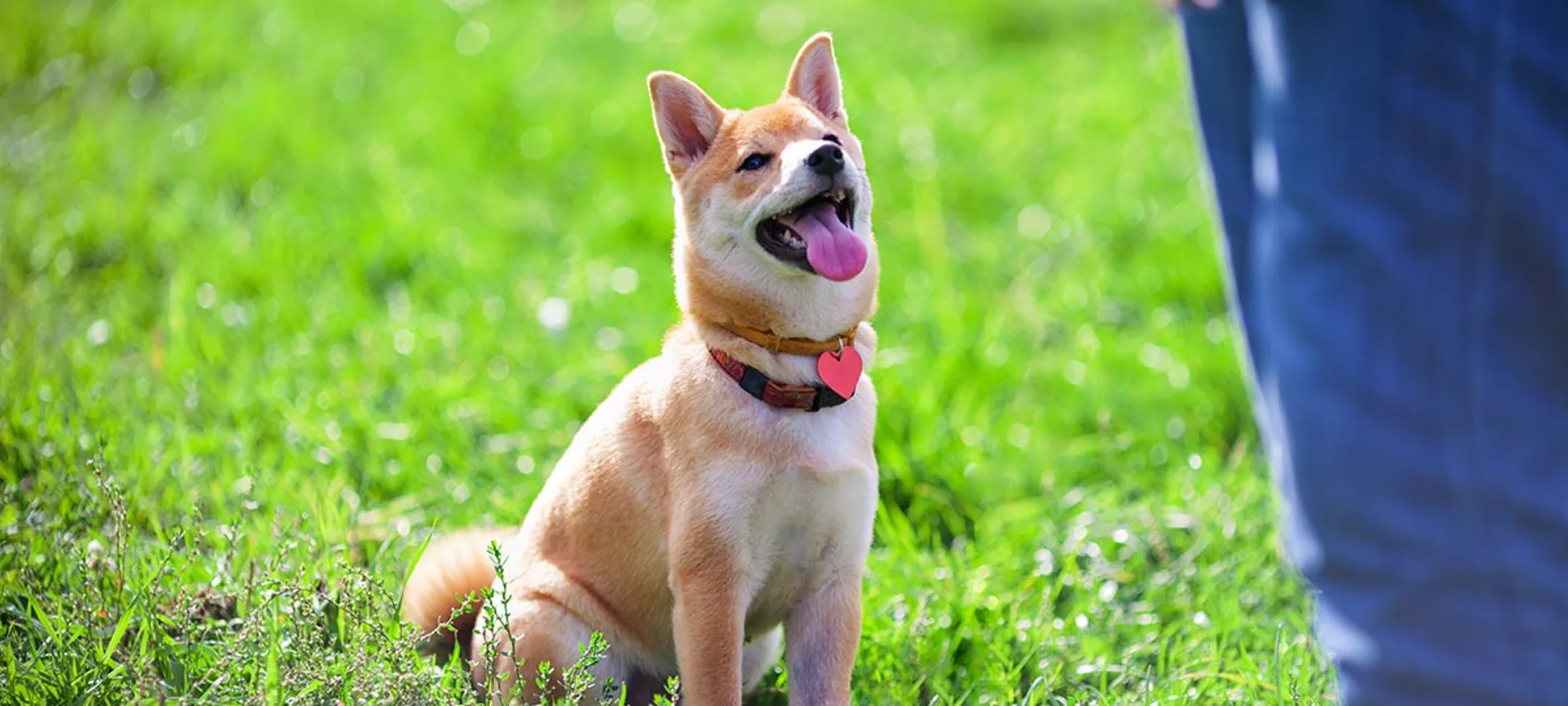 dog sitting on grass looking up at man