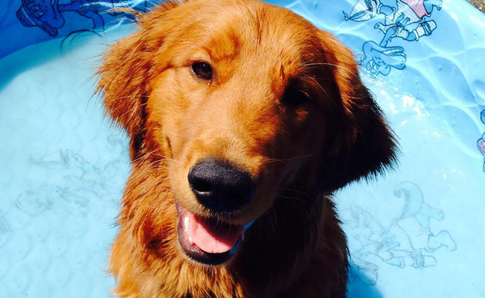 Dog standing in pool at Puppy Playground Dog standing in pool at Puppy Playground