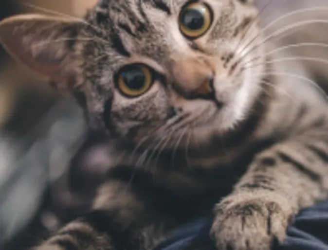 Cat on couch