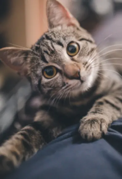 Cat on couch