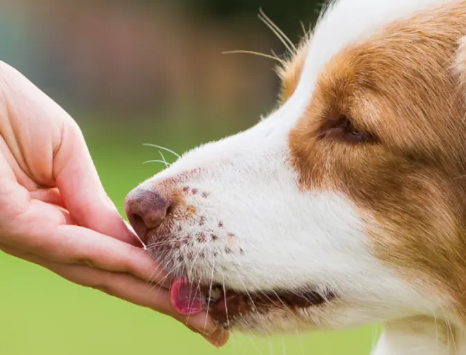 Dog Licking Owner's Hand Dog Licking Owner's Hand