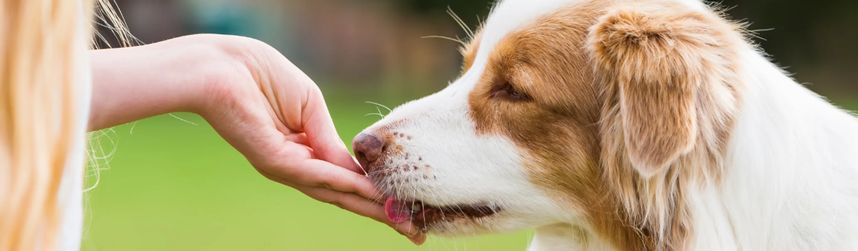 Dog Licking Owner's Hand Dog Licking Owner's Hand