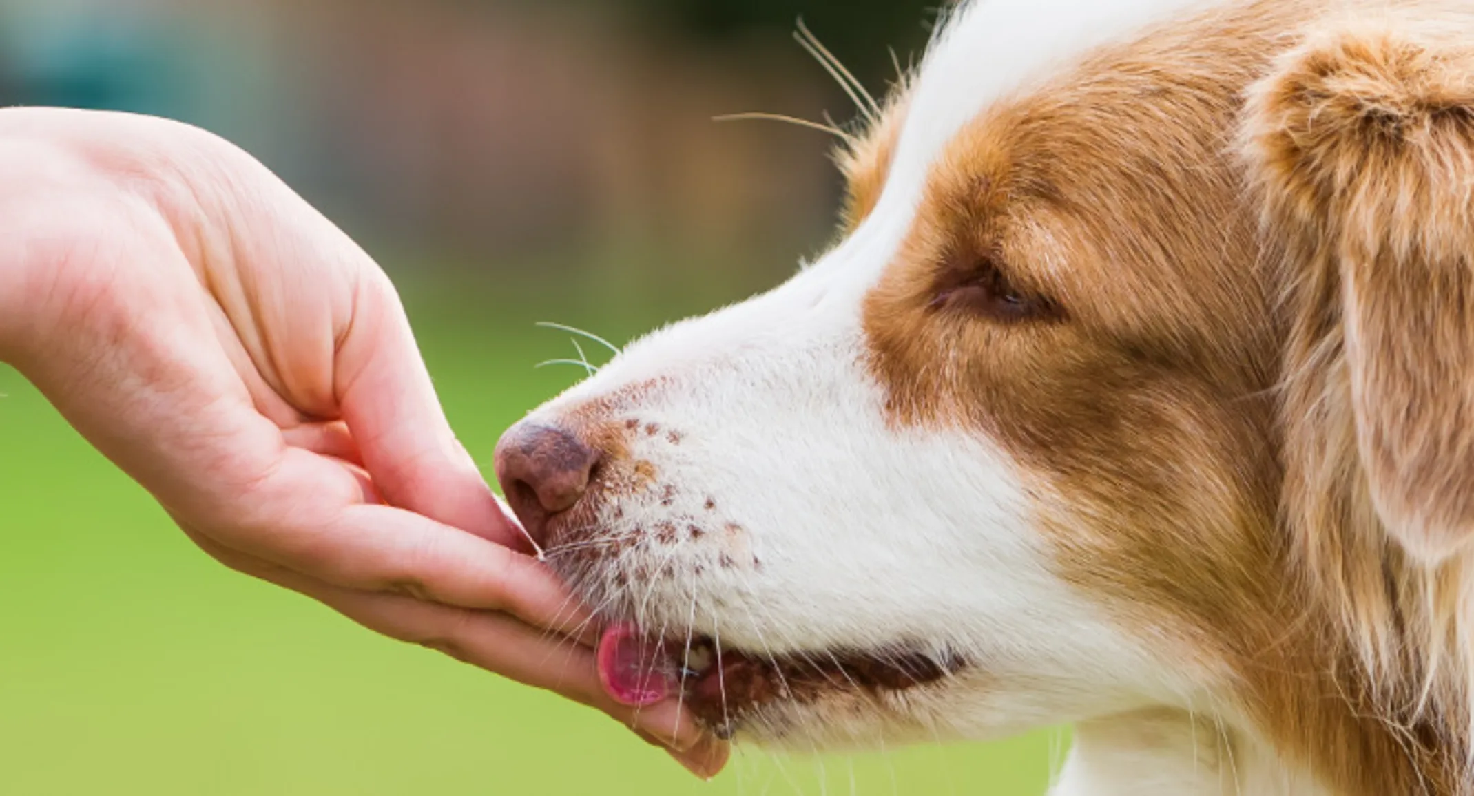 Dog Licking Owner's Hand Dog Licking Owner's Hand