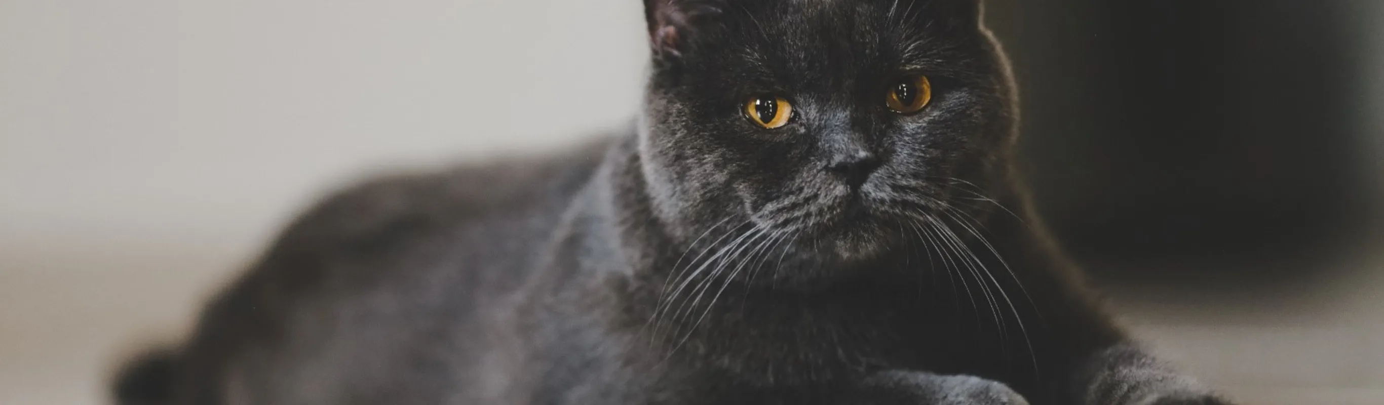 Black cat with yellow gold eyes laying on a floor Black cat with yellow gold eyes laying on a floor
