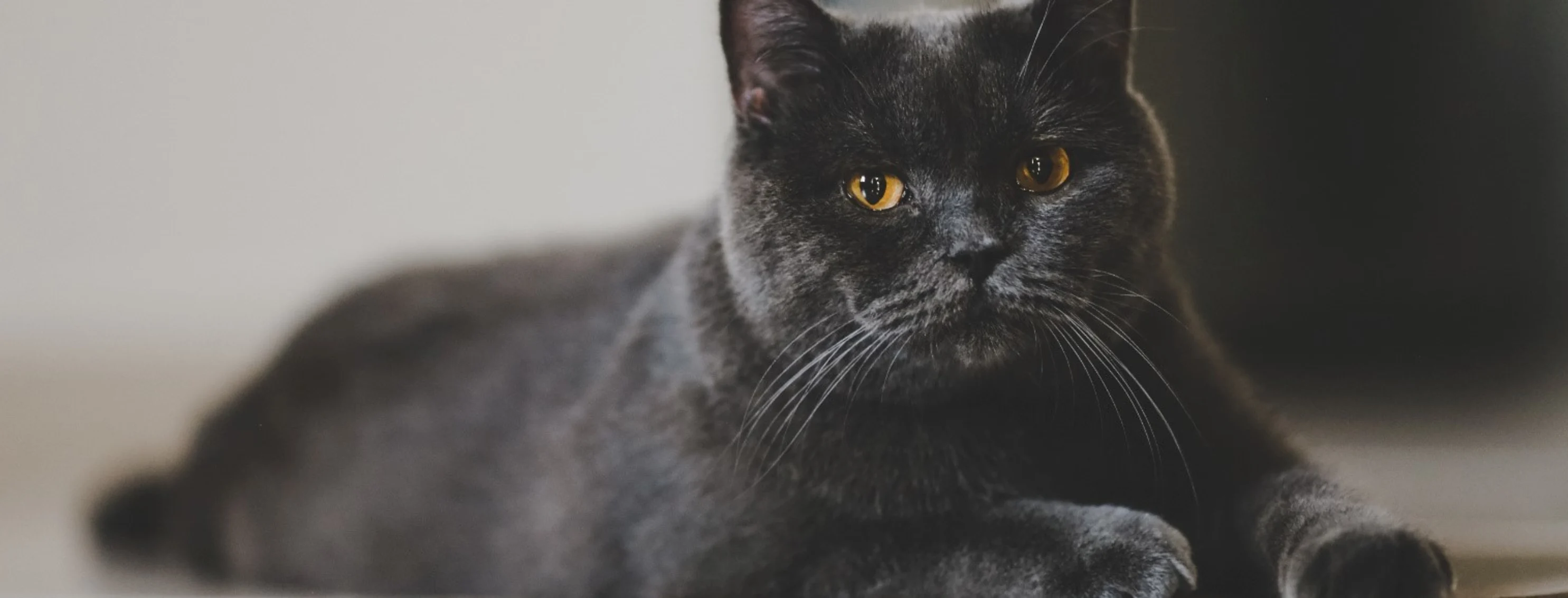 Black cat with yellow gold eyes laying on a floor 