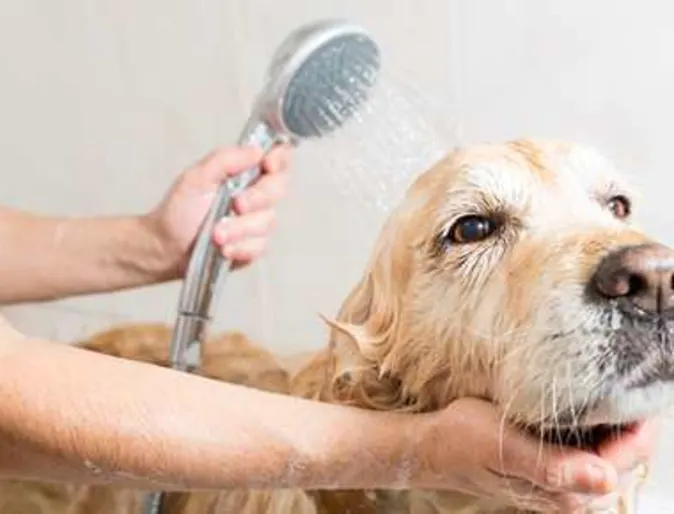 Bathing and Grooming Bathing and Grooming
