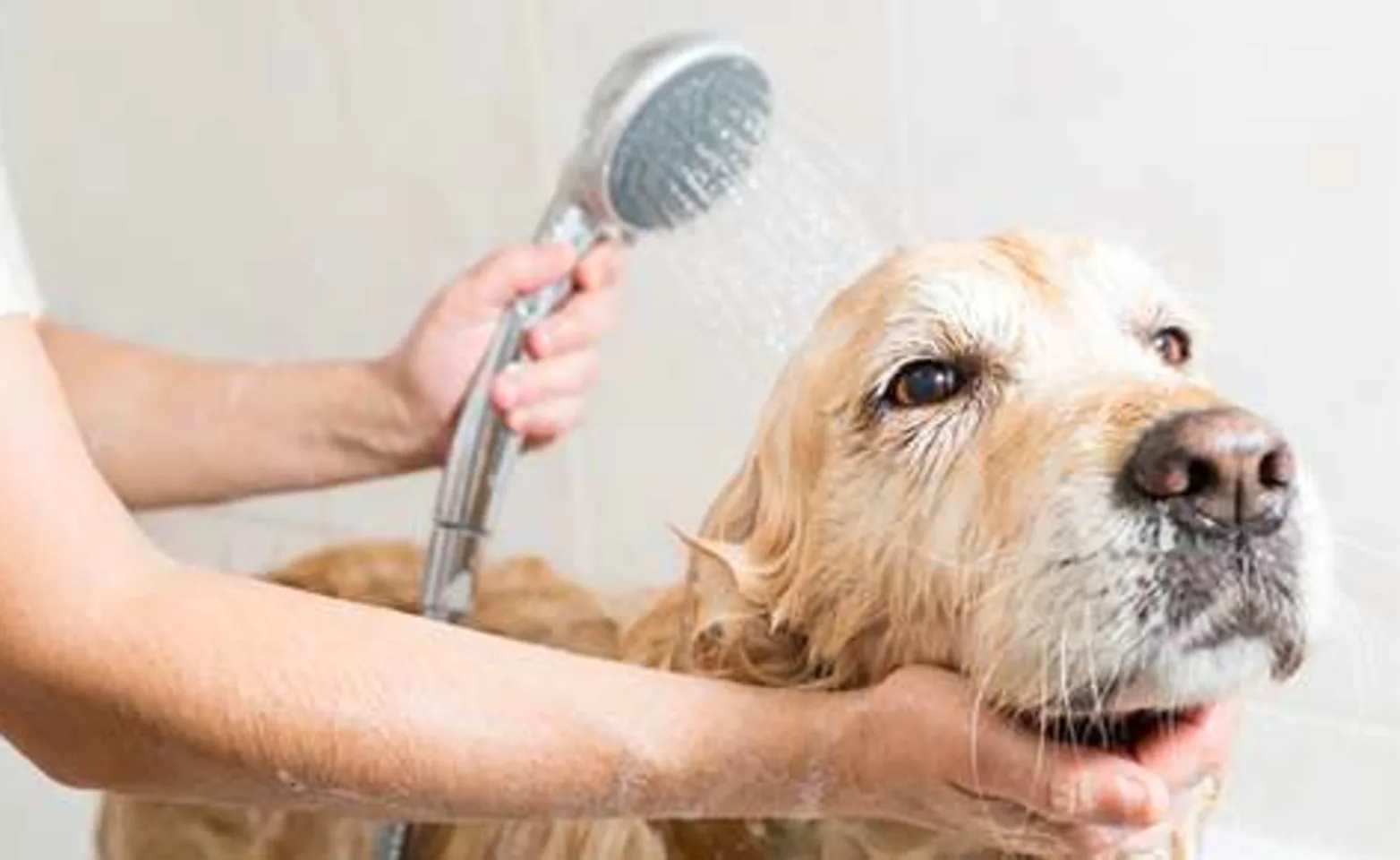 Bathing and Grooming 