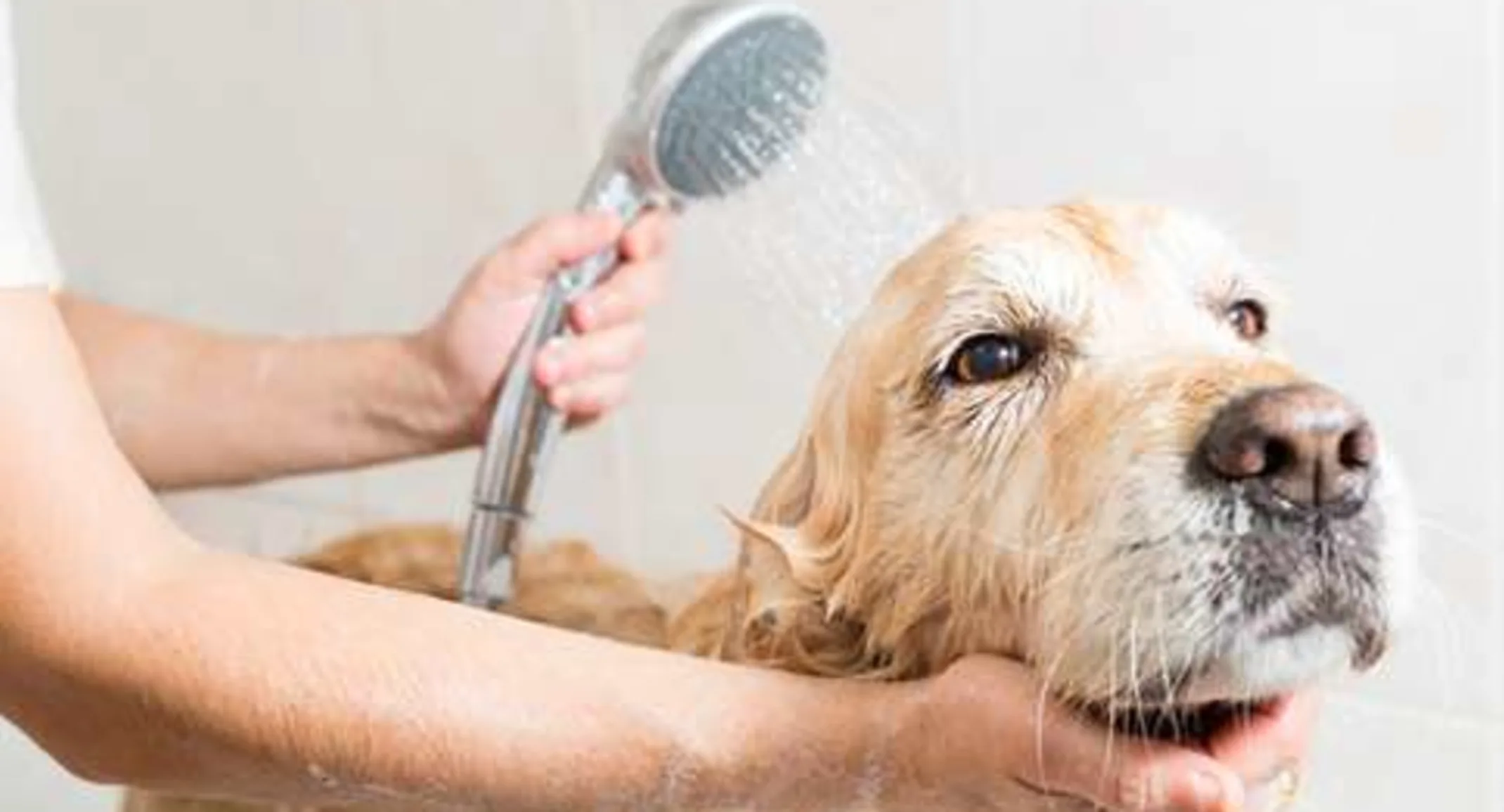 Bathing and Grooming 