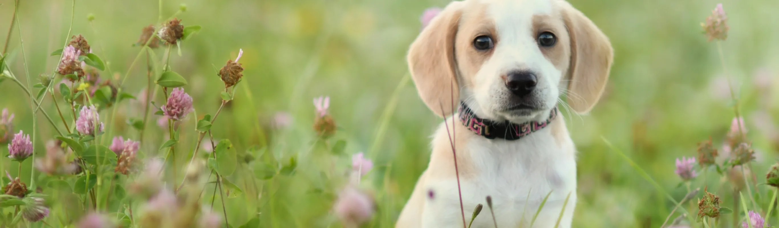Puppy sitting the flowers Puppy sitting the flowers