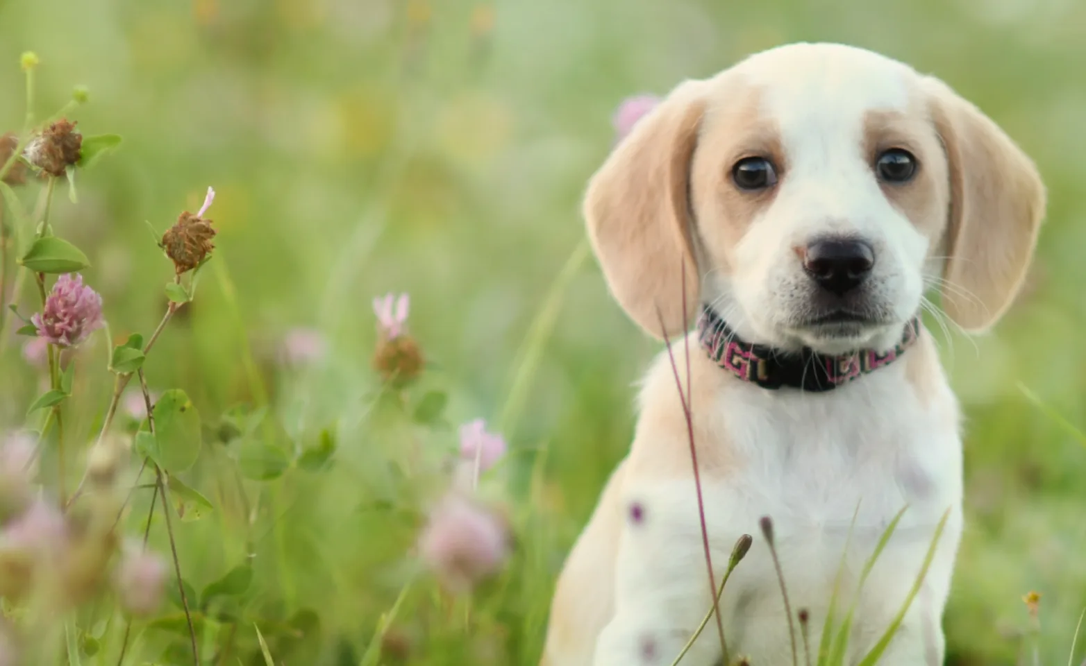Puppy sitting the flowers Puppy sitting the flowers
