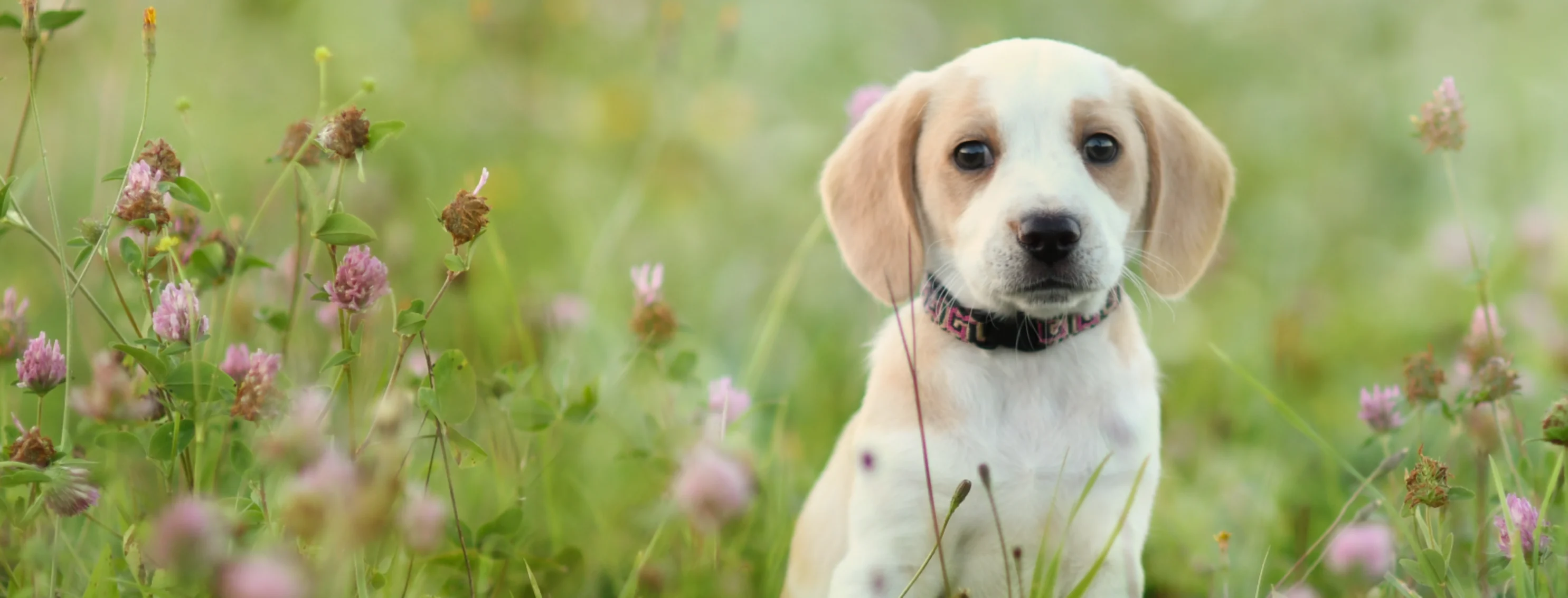 Puppy sitting the flowers Puppy sitting the flowers