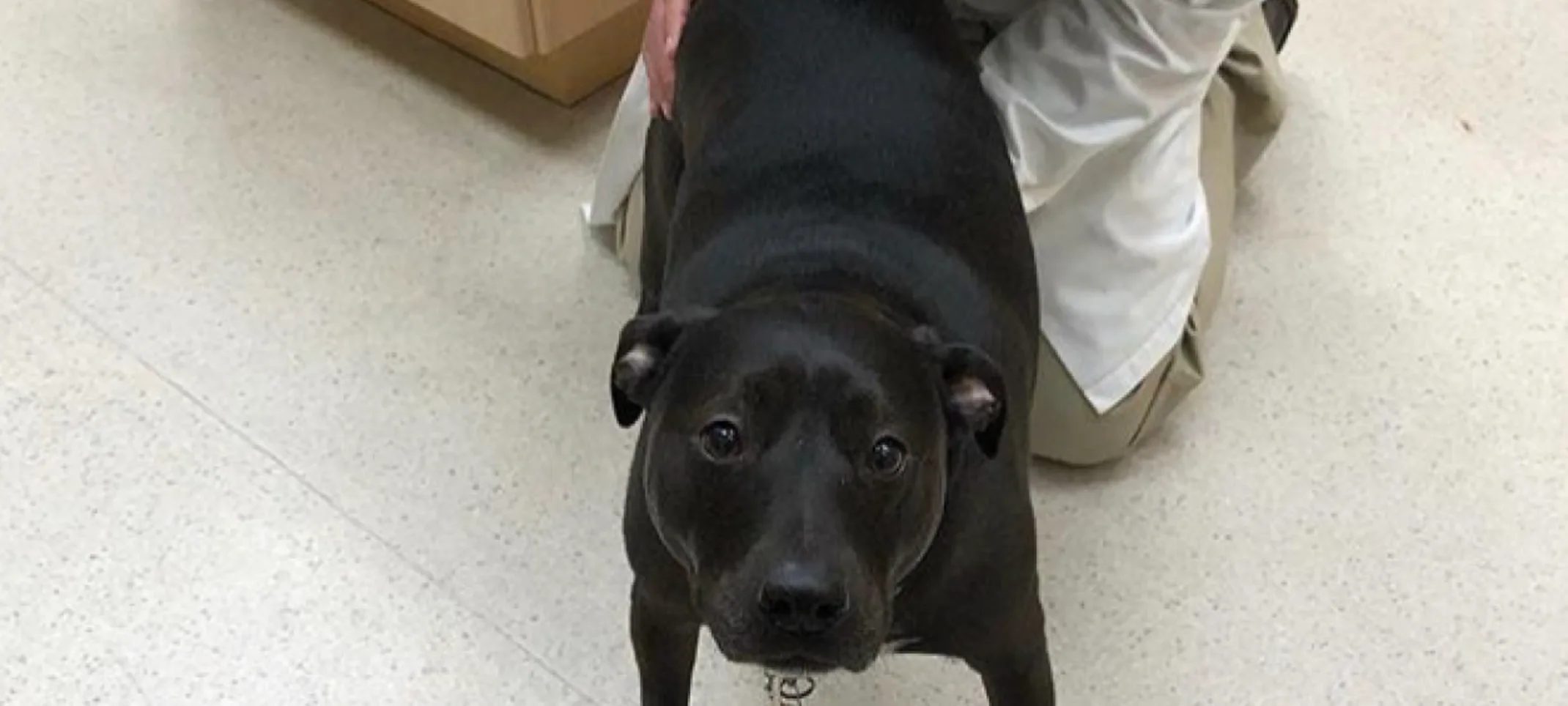 Dog in Juan de Fuca Veterinary Clinic Dog in Juan de Fuca Veterinary Clinic