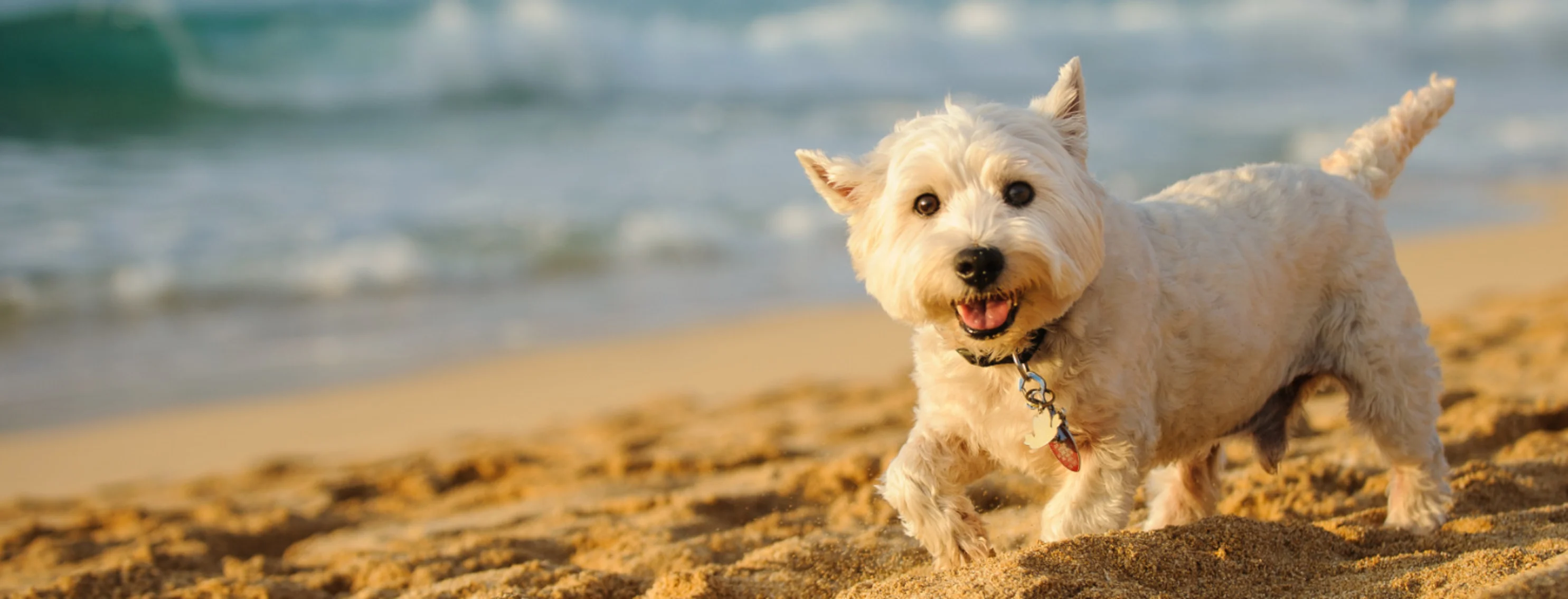 A small white dog walking on a sandy beach at sunset A small white dog walking on a sandy beach at sunset