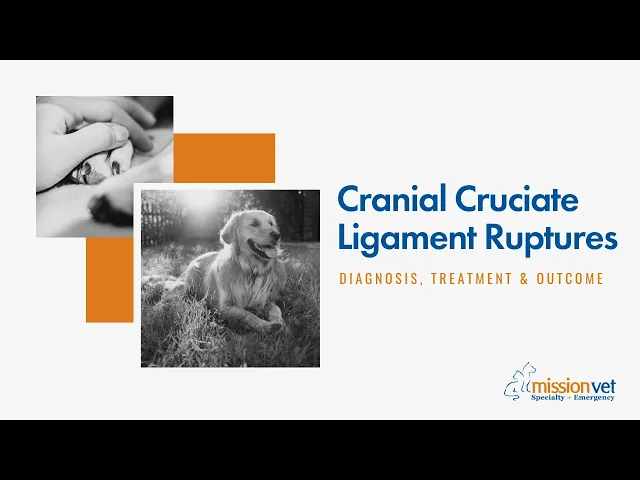 Cranial Cruciate Ligament Ruptures in Dogs thumbnail