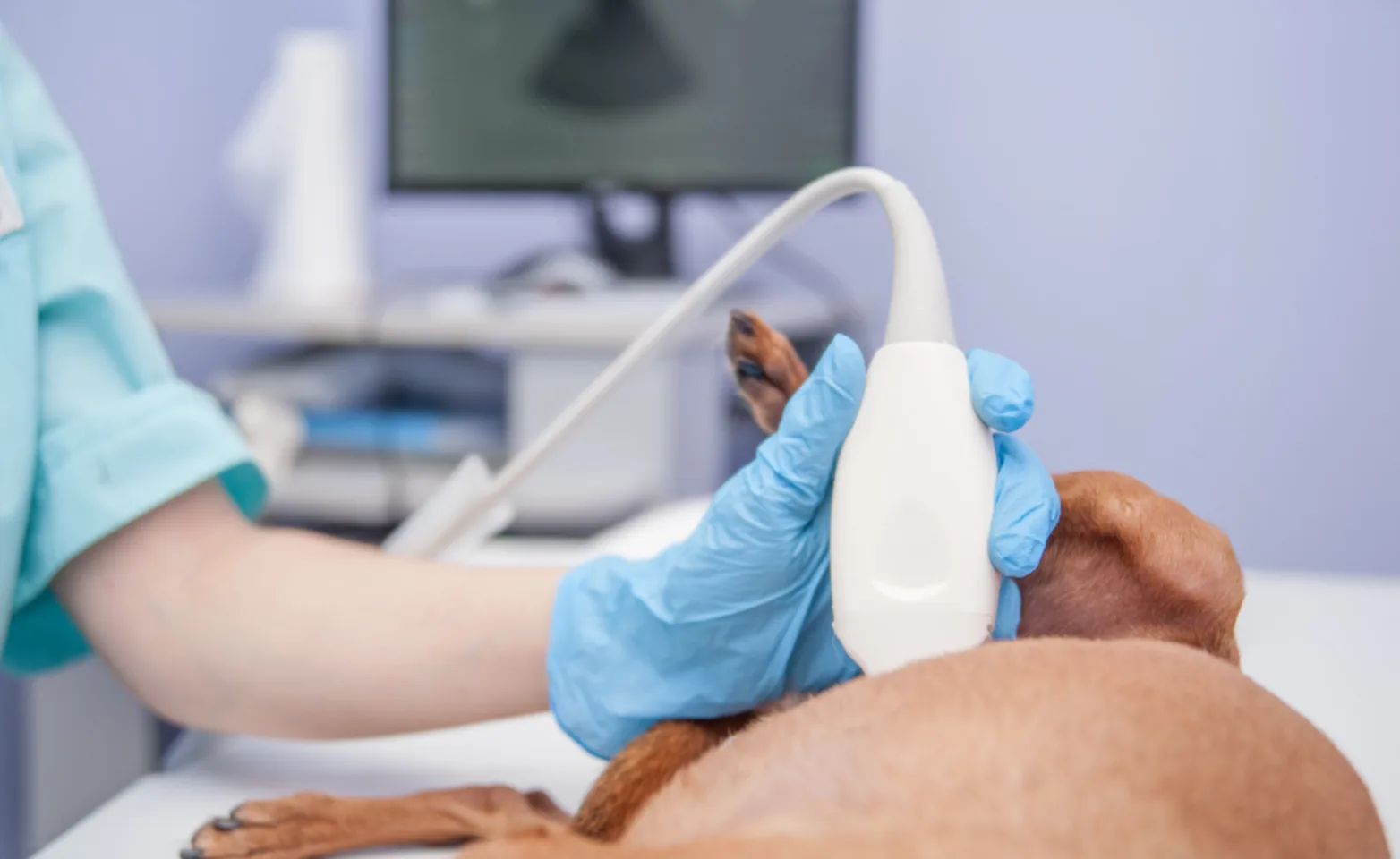 Small brown dog laying down on table for an ultrasound procedure. Small brown dog laying down on table for an ultrasound procedure.