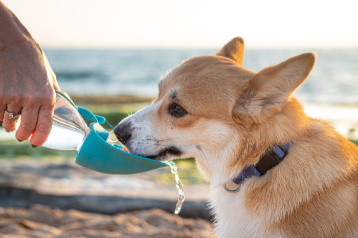 A corgi drinks water outside of a PetSuites. 