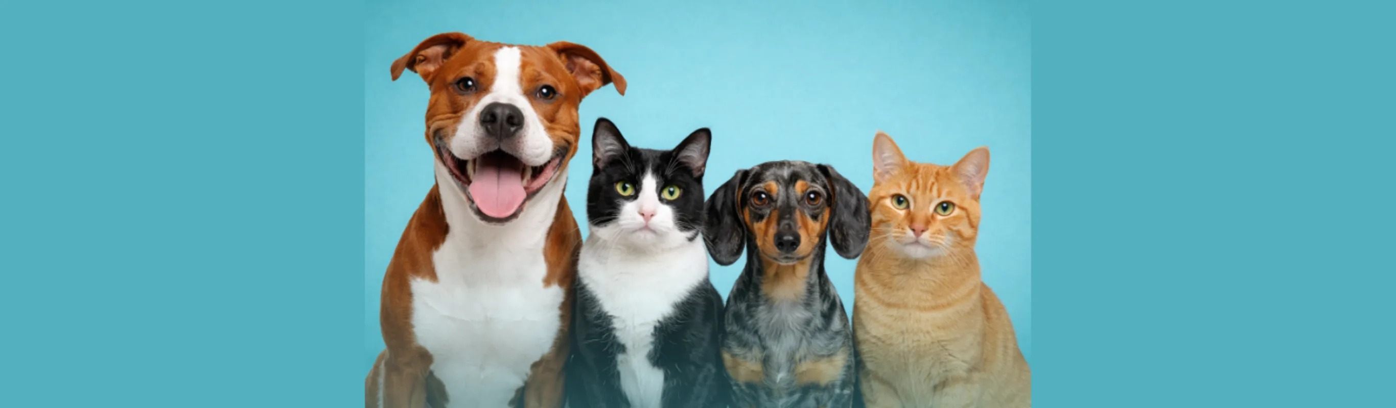4 Pets on Blue Background 4 Pets on Blue Background