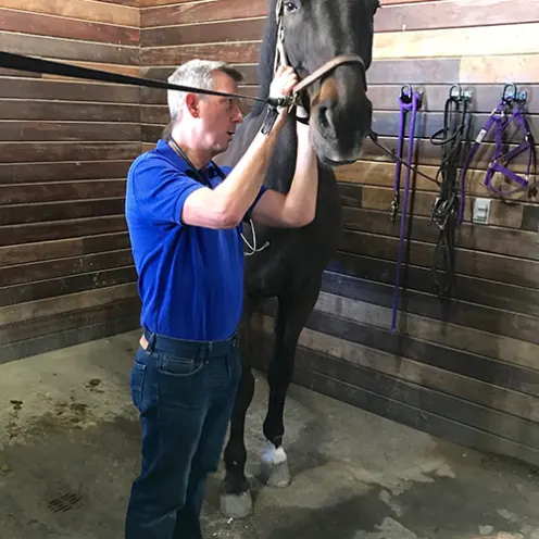 Equine Veterinarian putting bridle on a horse