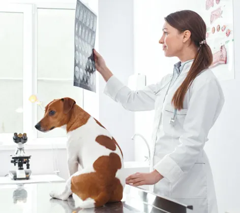Woman Vet inspecting X-Rays Woman Vet inspecting X-Rays