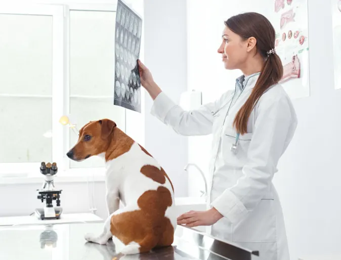 Woman Vet inspecting X-Rays