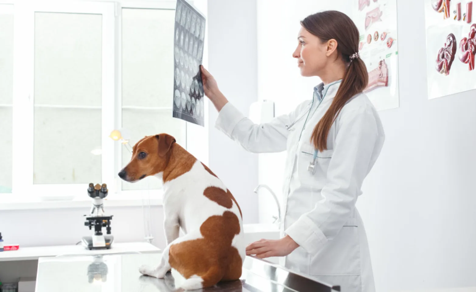 Woman Vet inspecting X-Rays Woman Vet inspecting X-Rays