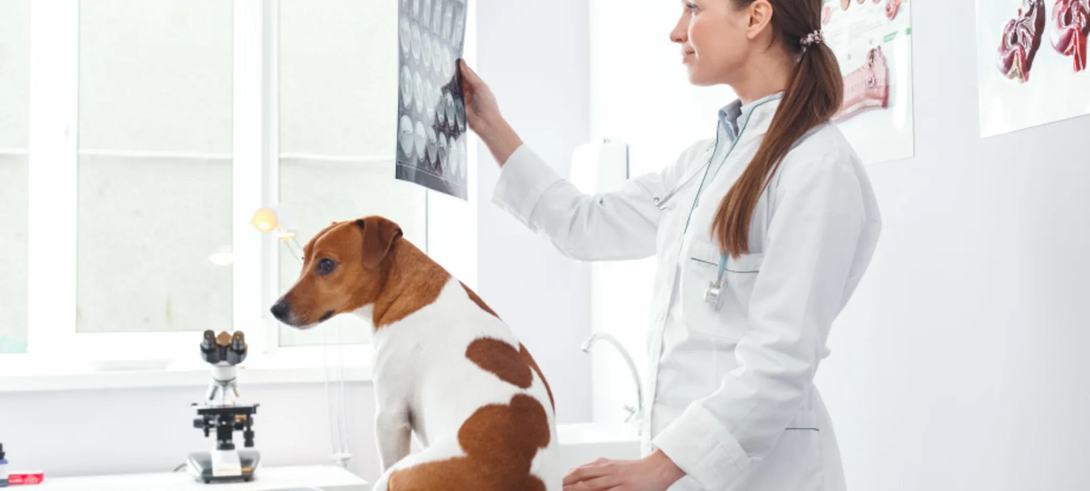 Woman Vet inspecting X-Rays Woman Vet inspecting X-Rays